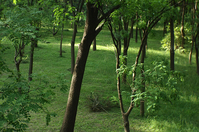 Rooted in a Grove and What That Means