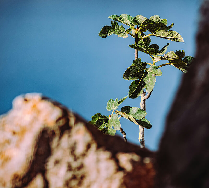 A small plant growing from stone with water in the background, symbolizing resilience and new growth.